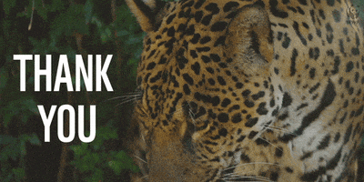 big cat thank you GIF by WWF_UK