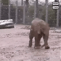 Snow Oops GIF by NowThis