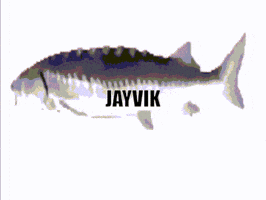 Jayvik GIF