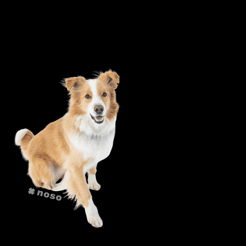 Dog GIF by nosopatches