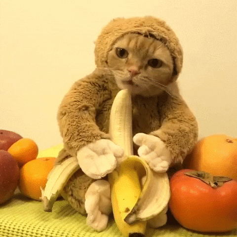 Monkey Banana GIFs - Get the best GIF on GIPHY