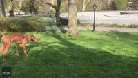 Catch Me If You Can: Squirrel Outruns Dog in Central Park Chase