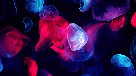 bioluminescent jellyfish gif