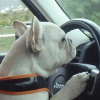 driving french bulldog GIF by Rover.com
