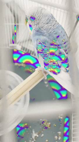 Rainbow Glitch GIF by Mollie_serena
