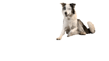 checkforpet Sticker