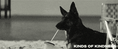 Dog Drinking GIF by Searchlight Pictures