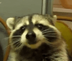 Aww Raccoon GIF