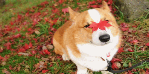 giphy.gif