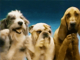 TV gif. Three dogs, "clapping."