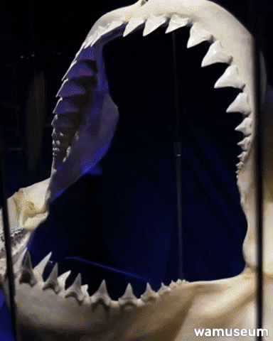 Western Australian Museum GIF