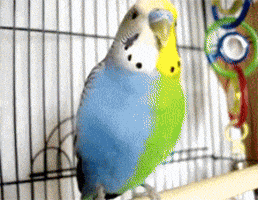Budgies GIFs - Find & Share on GIPHY