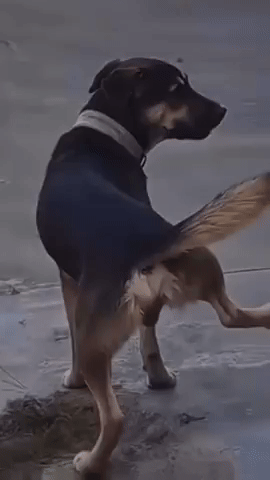 Wtf GIF