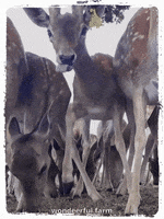 Deer Spiker GIF by Wondeerful farm