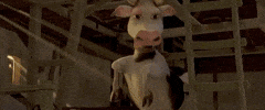 trailer cow GIF by The Little Vampire