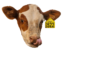 Cow Moo Sticker by cornwallparknz