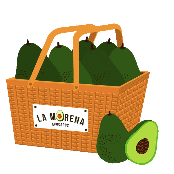 La Morena Avocados Sticker