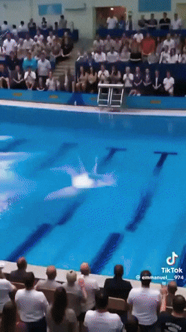 Cat GIF