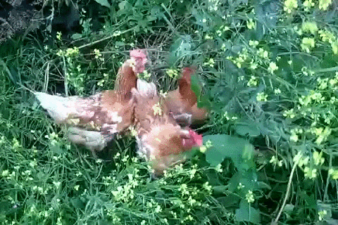 brush hens GIF