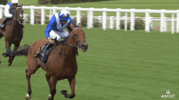 Horse Racing Run GIF by Ascot Racecourse