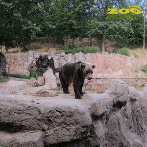 zoo_brno bear zoo attention Brno GIF