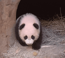 looking around baby animals GIF by San Diego Zoo