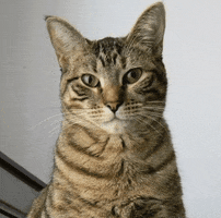 Cat GIF