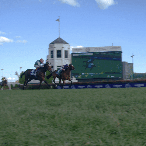 Horse Riding Enable GIF by World Horse Racing