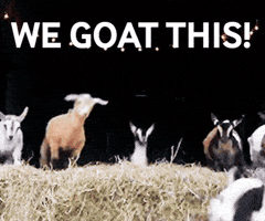 Goats GIF