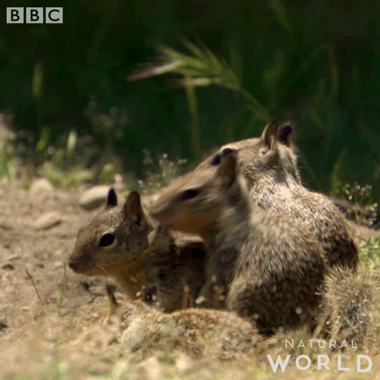 natural world what GIF by BBC Earth