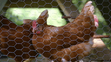 lavraienature dancing chicken chick lets dance GIF