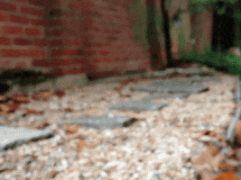 Cat GIF
