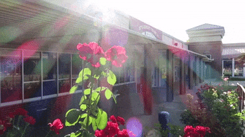 SFHS Sacramento GIF