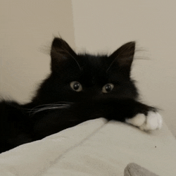 Kitten GIF