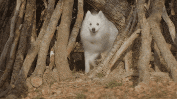 Love Dogs Happy Dog GIF by puppytales