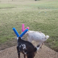 Fight Goats GIF by JustViral.Net