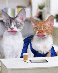 Kitties funny cat GIF - Find on GIFER