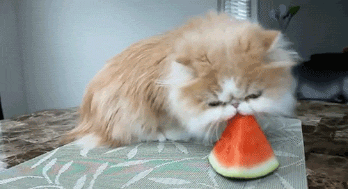 giphy.gif?cid=ecf05e47d26nl4v8ew74gf596y