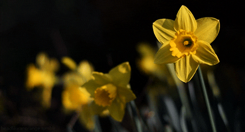Plant Daffodil GIF - Find & Share on GIPHY