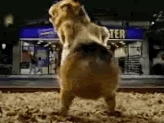 Hamster Dancing GIF