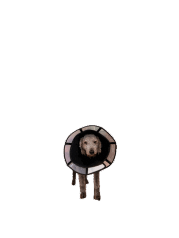 Sticker by oioi.gg