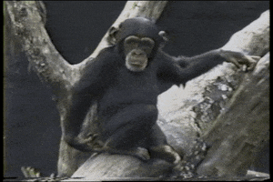 Monkey Falling GIF by AFV Pets