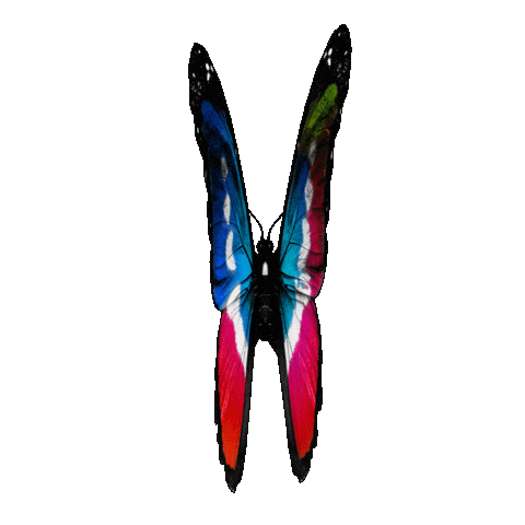 Butterfly Roma Sticker by RomeFutureWeek