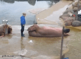 walrus situps GIF