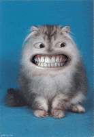 Teeth Happy Cat GIF