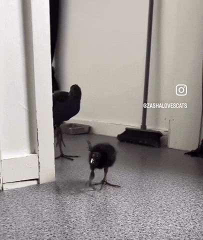 Sprite Bumblebee GIF