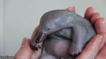 Baby Platypus Gifs Get The Best Gif On Giphy
