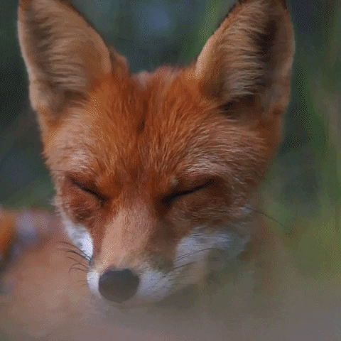 Tired Fox GIF by Natur- und Tierpark Goldau