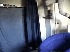 birdie  GIF