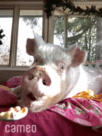 Pig Eating GIFs - Find & Share on GIPHY